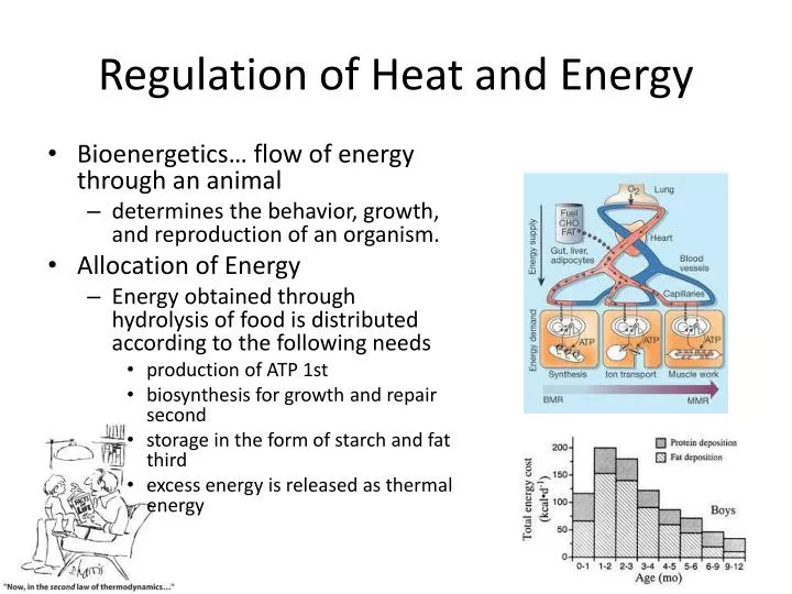 regulation of heat and energy
