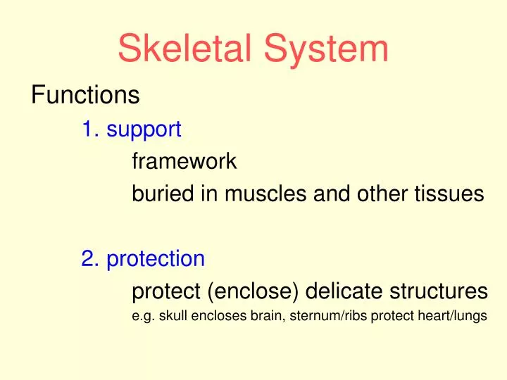 skeletal system