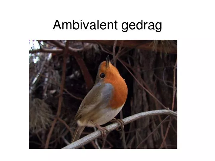 ambivalent gedrag