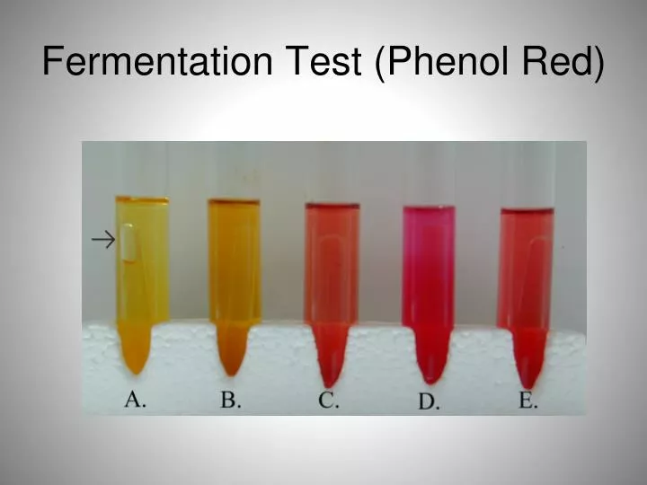 fermentation test phenol red