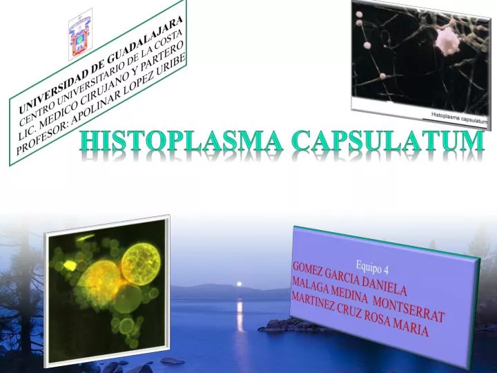 histoplasma capsulatum