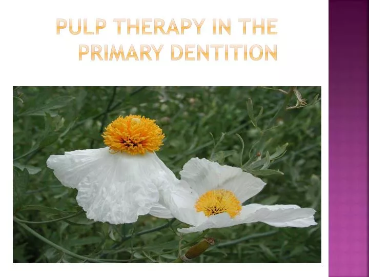 pulp therapy in the primary dentition