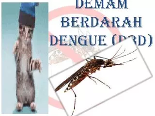 demam berdarah dengue dbd
