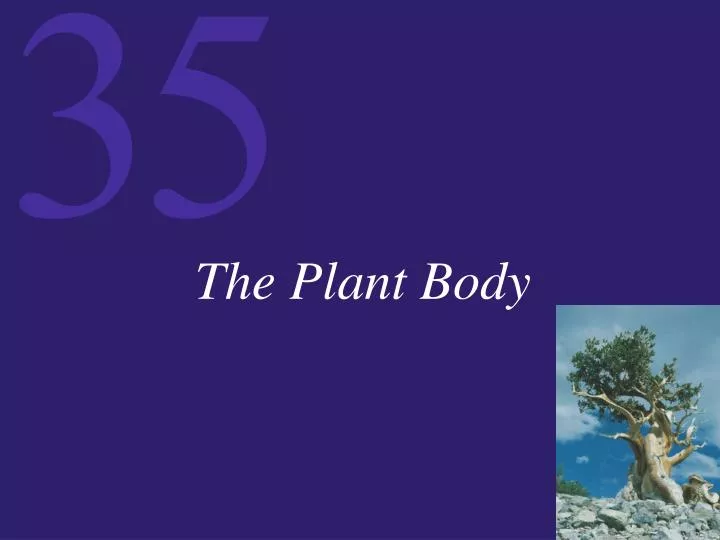 the plant body