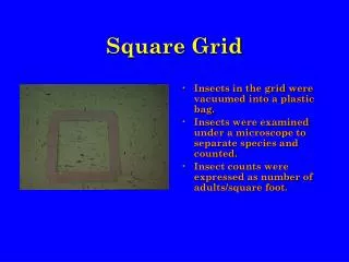 Square Grid