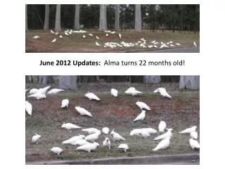 June 2012 Updates: Alma turns 22 months old!