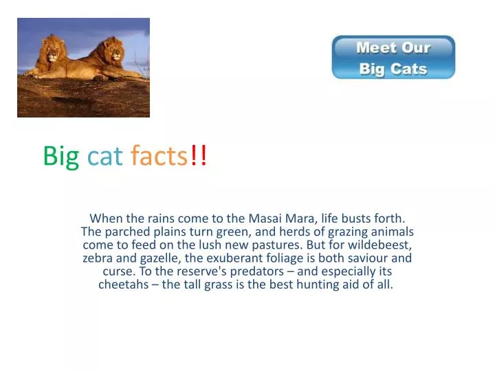 big cat facts