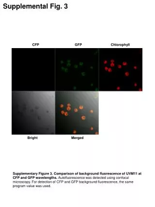 CFP GFP Chlorophyll