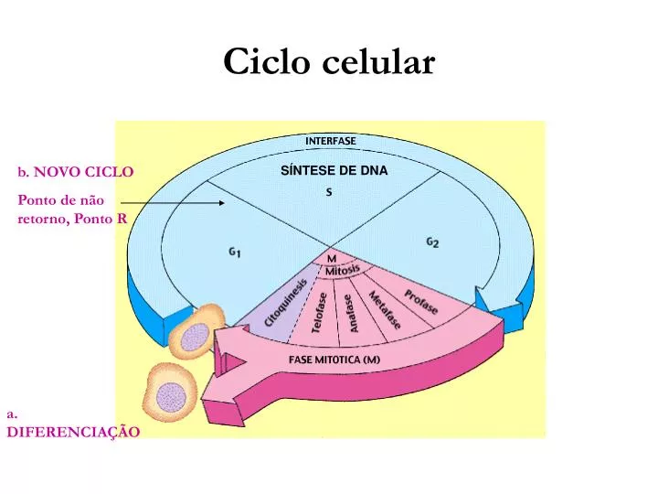 ciclo celular