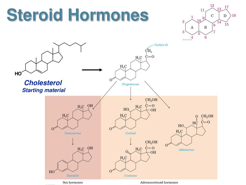 PPT - Steroid Hormones PowerPoint Presentation, free download - ID:5620268