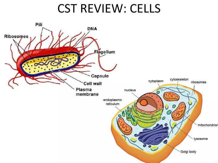 cst review cells