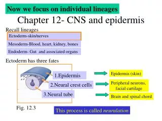 Chapter 12- CNS and epidermis