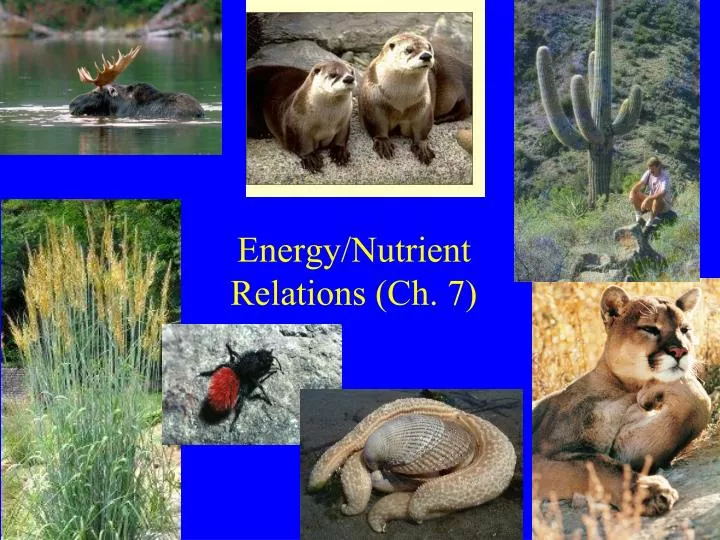 energy nutrient relations ch 7
