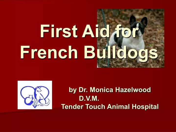 first aid for french bulldogs by dr monica hazelwood d v m tender touch animal hospital