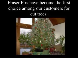 Fraser Firs have become the first choice among our customers for cut trees.