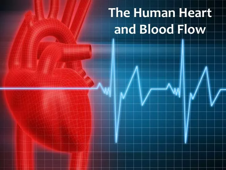 the human heart and blood flow