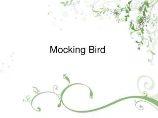 mocking bird