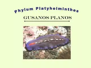 gusanos planos