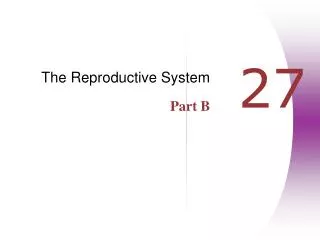 The Reproductive System Part B
