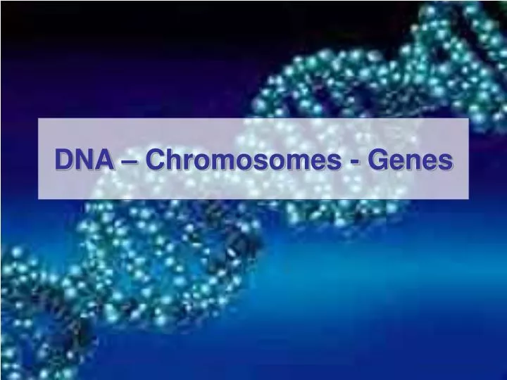dna chromosomes genes