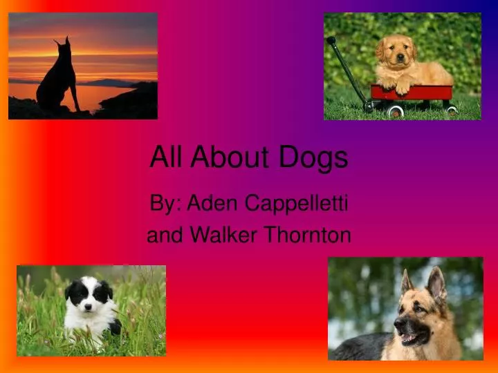 all about dogs
