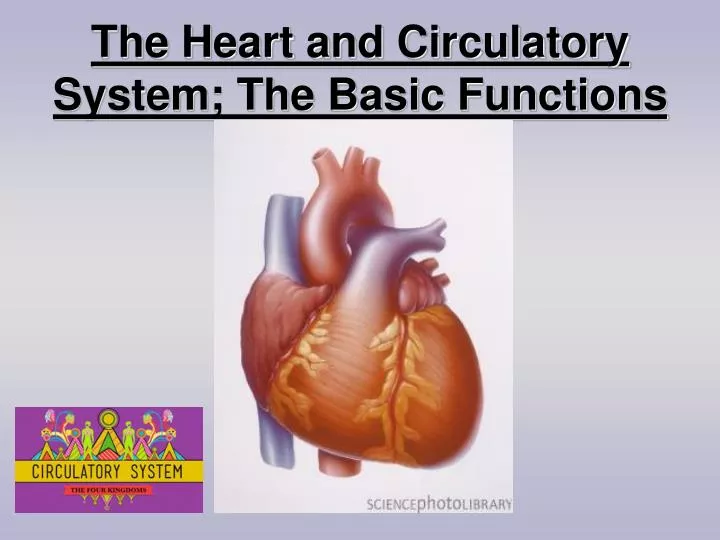 the heart and circulatory system the basic functions