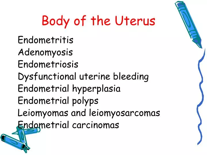body of the uterus