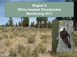 Region 6 White-headed Woodpecker Monitoring 2011