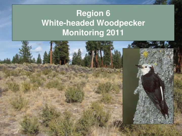 region 6 white headed woodpecker monitoring 2011