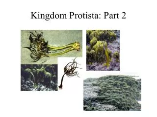 Kingdom Protista: Part 2