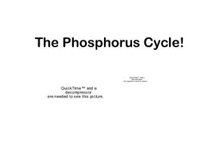 The Phosphorus Cycle!