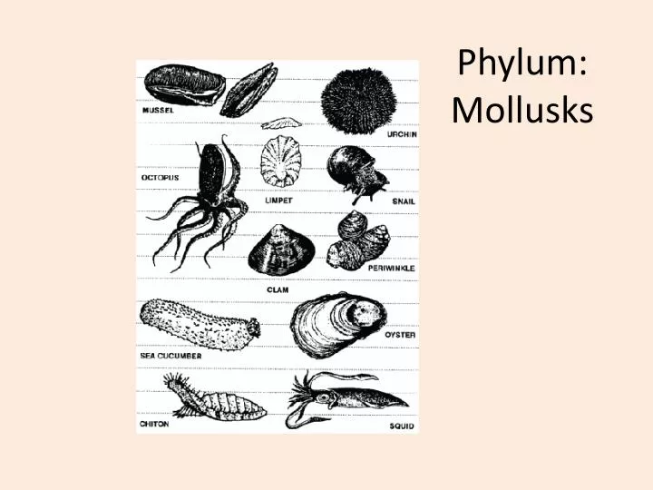 phylum mollusks