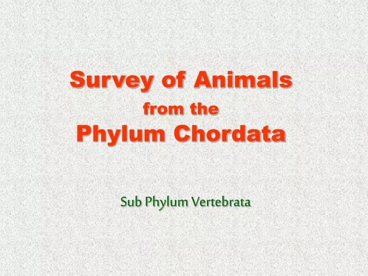 survey of animals from the phylum chordata