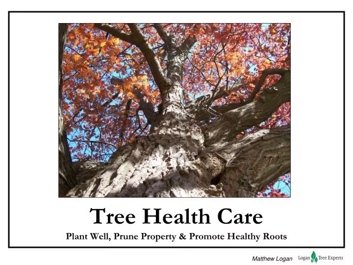 tree health care plant well prune property promote healthy roots