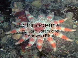 Echinoderms by: Laila Salem and Teshawna Pileski