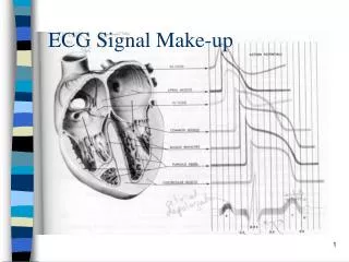 ECG Signal Make-up