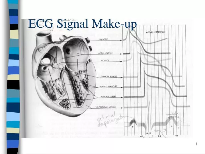 ecg signal make up