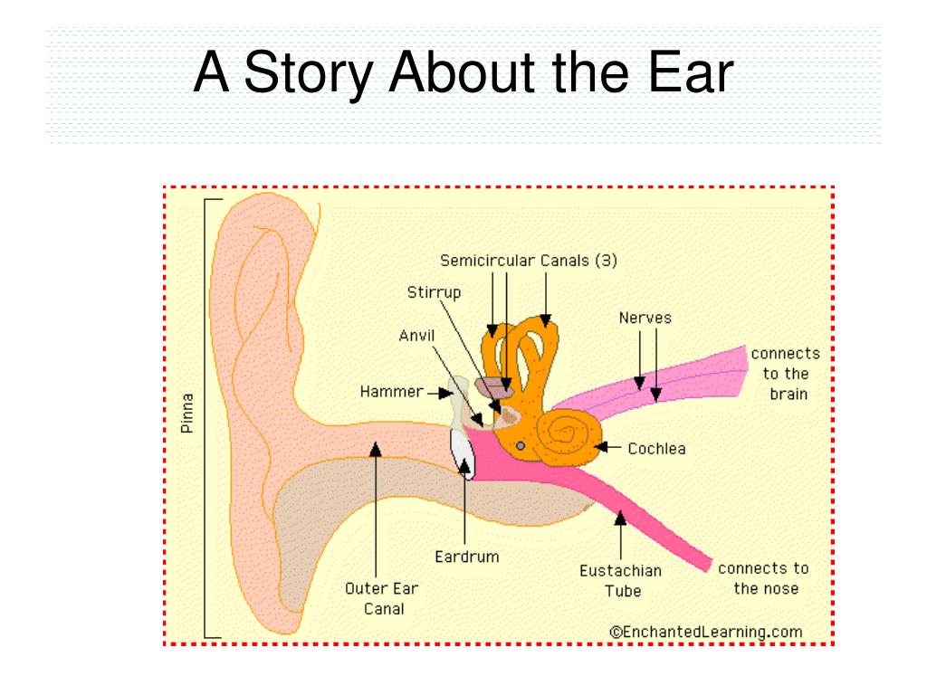 A Story About the Ear - slide 1