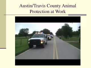 Austin/Travis County Animal Protection at Work