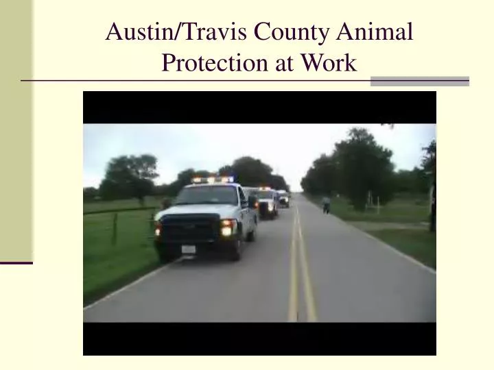 austin travis county animal protection at work