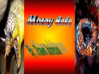 Moray Eels