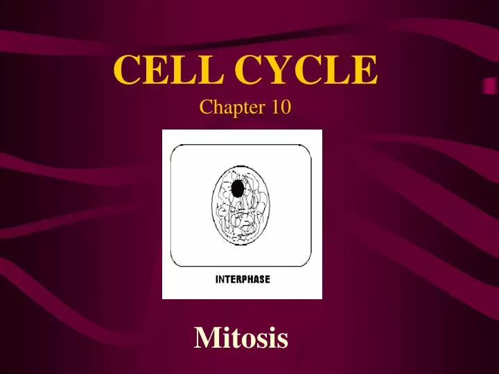 cell cycle chapter 10