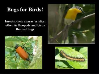 Bugs for Birds! Insects, their characteristics, other Arthropods and birds that eat bugs