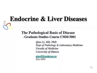 Endocrine &amp; Liver Diseases