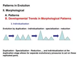 Patterns in Evolution II. Morphological A. Patterns