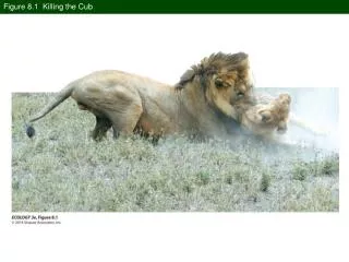 Figure 8.1 Killing the Cub