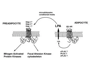 ADIPOCYTE