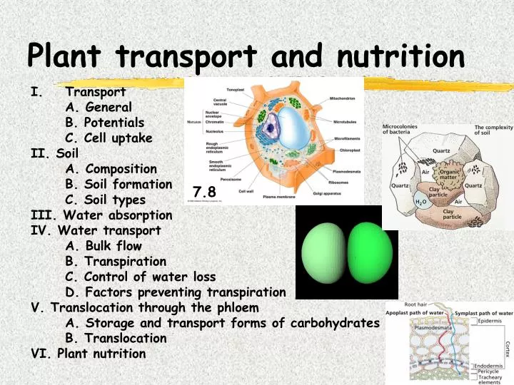 plant transport and nutrition