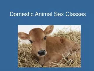 Domestic Animal Sex Classes