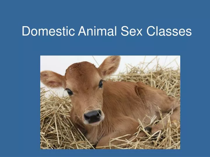 domestic animal sex classes